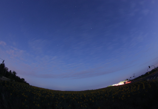 Sommerdreieck überm Sonnenblumenfeld